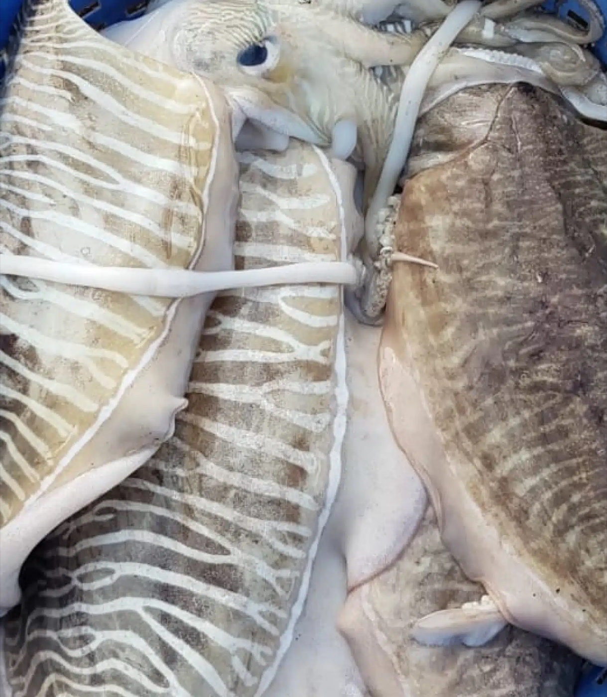 Cuttlefish — product imagery from Indotech Marine