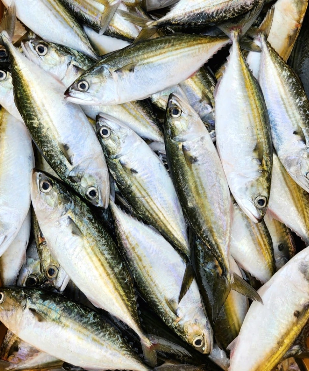 Indian mackerel — product imagery from Indotech Marine