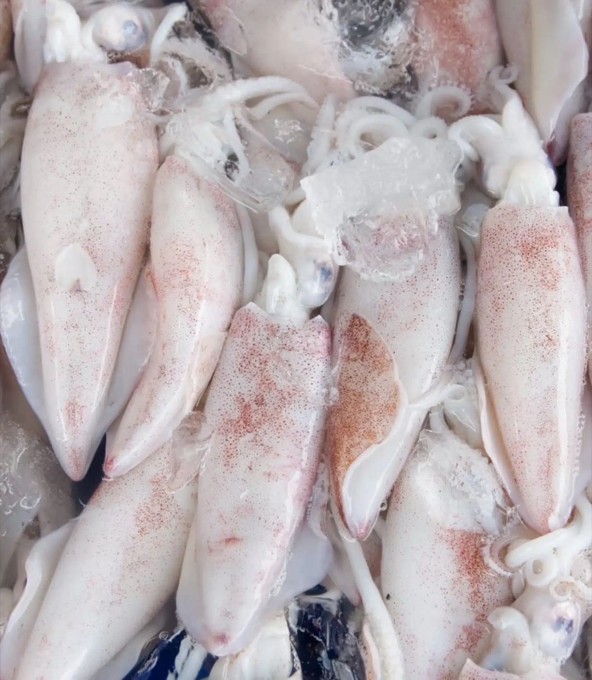 Loligo squid — product imagery from Indotech Marine